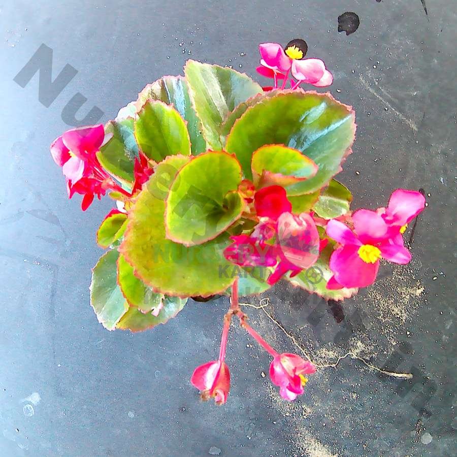 Begonia Flower Plant