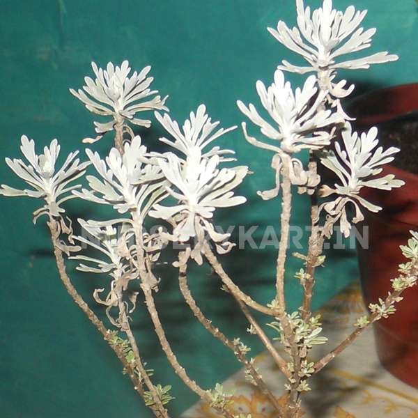 lavendra plant