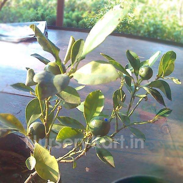 Narangi Fruit Plant