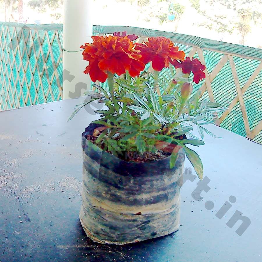 Jafri Flower Plant (Marigold Jafri)