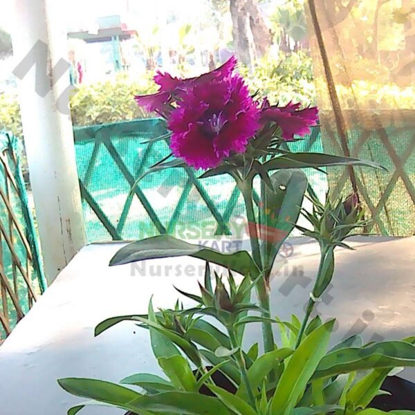 Barbina Flower Plant