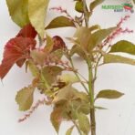 Acalypha Wilkesiana, Copperleaf - Plant nursery kart