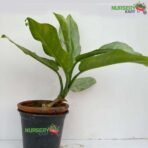 Aglaonema Commutatum Alumina 'Green Marantifolium' Plant
