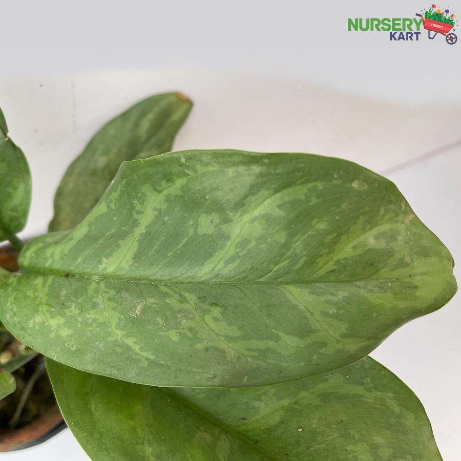 Aglaonema Commutatum Alumina 'Green Marantifolium' Plant