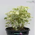 Aralia Variegated White Plant nursery kart