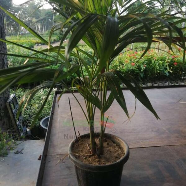 Areca Palm Plant - Chinese Palm