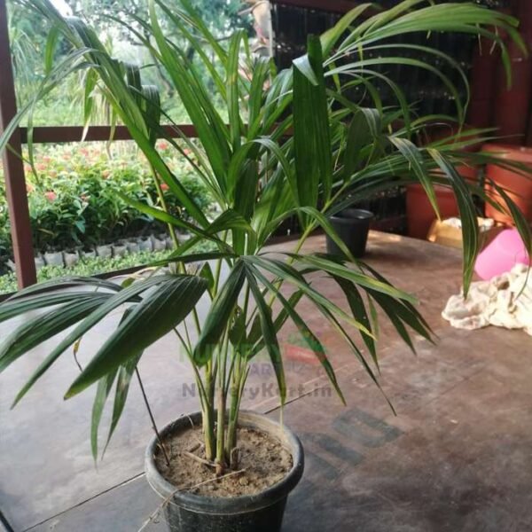 Areca Palm Plant - Chinese Palm
