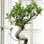 Bonsai Ficus S Shaped Plant