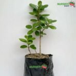 Ficus Iceland Plant