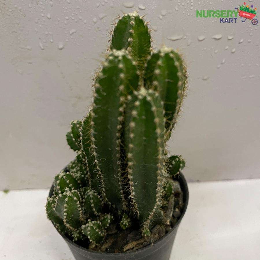Cactus Cereus Repandus Nursery kart
