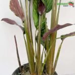 Calathea Beauty Star - Calathea Pinstripe Plant