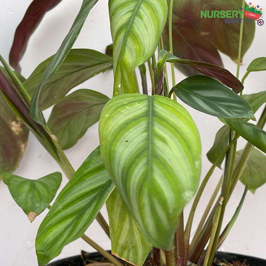 Calathea Freddie Plant nursery kart