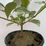 Cape Jasmine - Gardenia Jasminoides (Fragrance Plant) nursery kart
