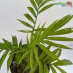 Chamaedorea Elegans, Parlour Palm - Plant nursery kart