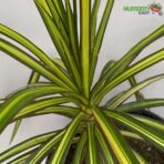 Dracaena Marginata (Dragon Tree) Plant