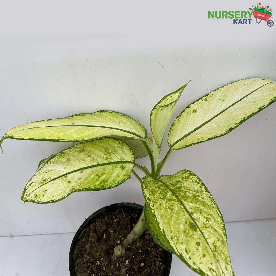Dumbcane Plant (Dieffenbachia Seguine)