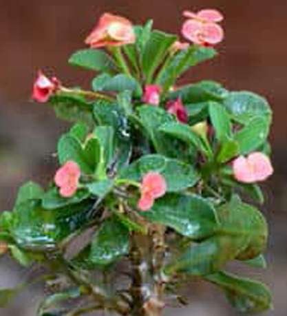 Euphorbia milii Dwarf