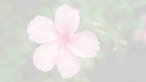 Hibiscus Pink Plant