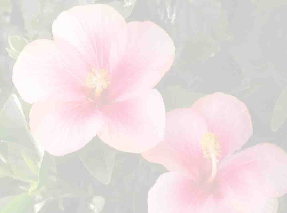 Hibiscus Pink Plant