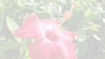 Hibiscus Plant Red Flower
