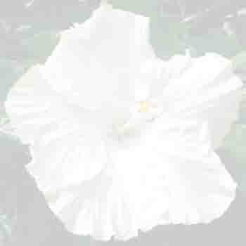 Hibiscus White