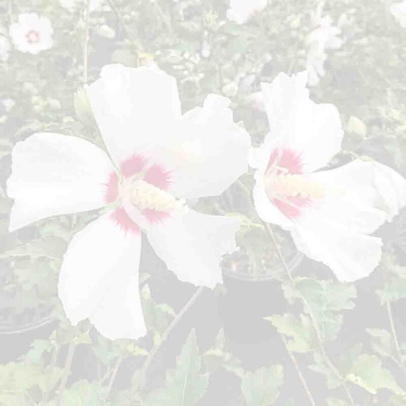 Hibiscus White