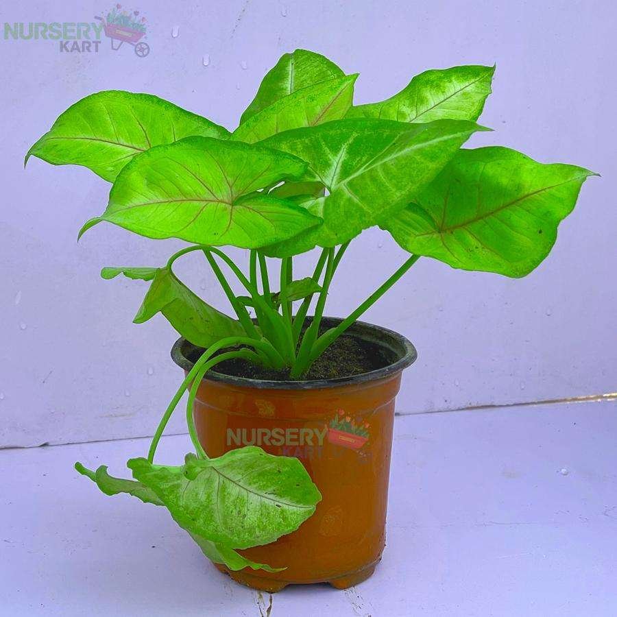 Syngonium Cream Allusion, Syngonium Cream (Green Veins) - Plant