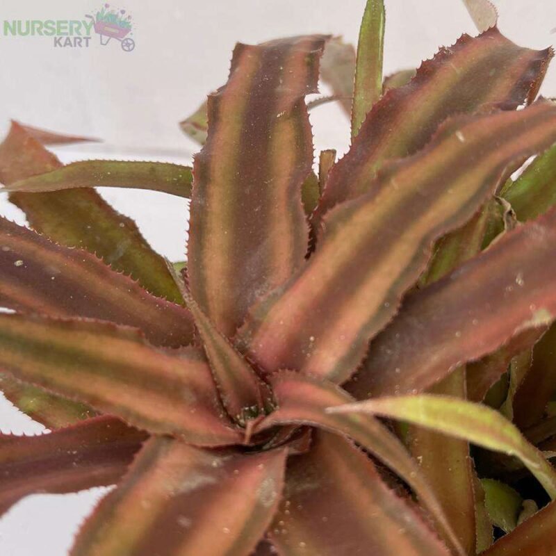 Cryptanthus Pink - Earth Star Plant