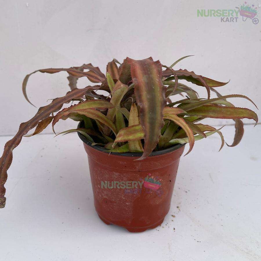 Cryptanthus Pink - Earth Star Plant