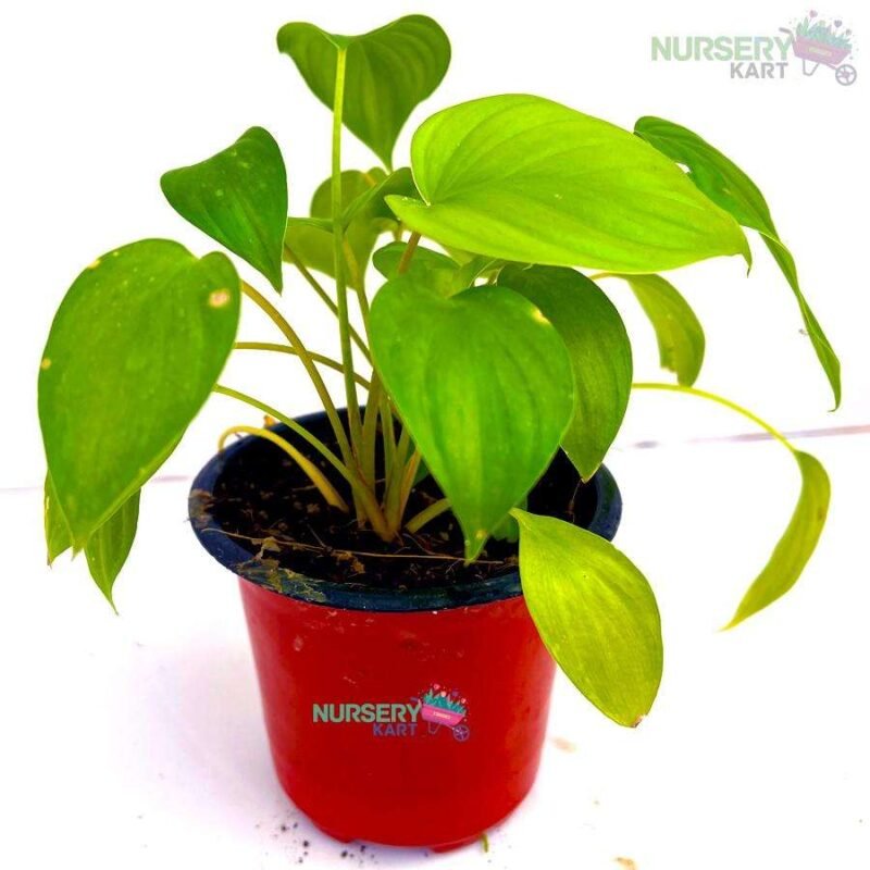 Green Peperomia Plant Nursery Kart