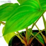 Green Peperomia Plant Nursery Kart