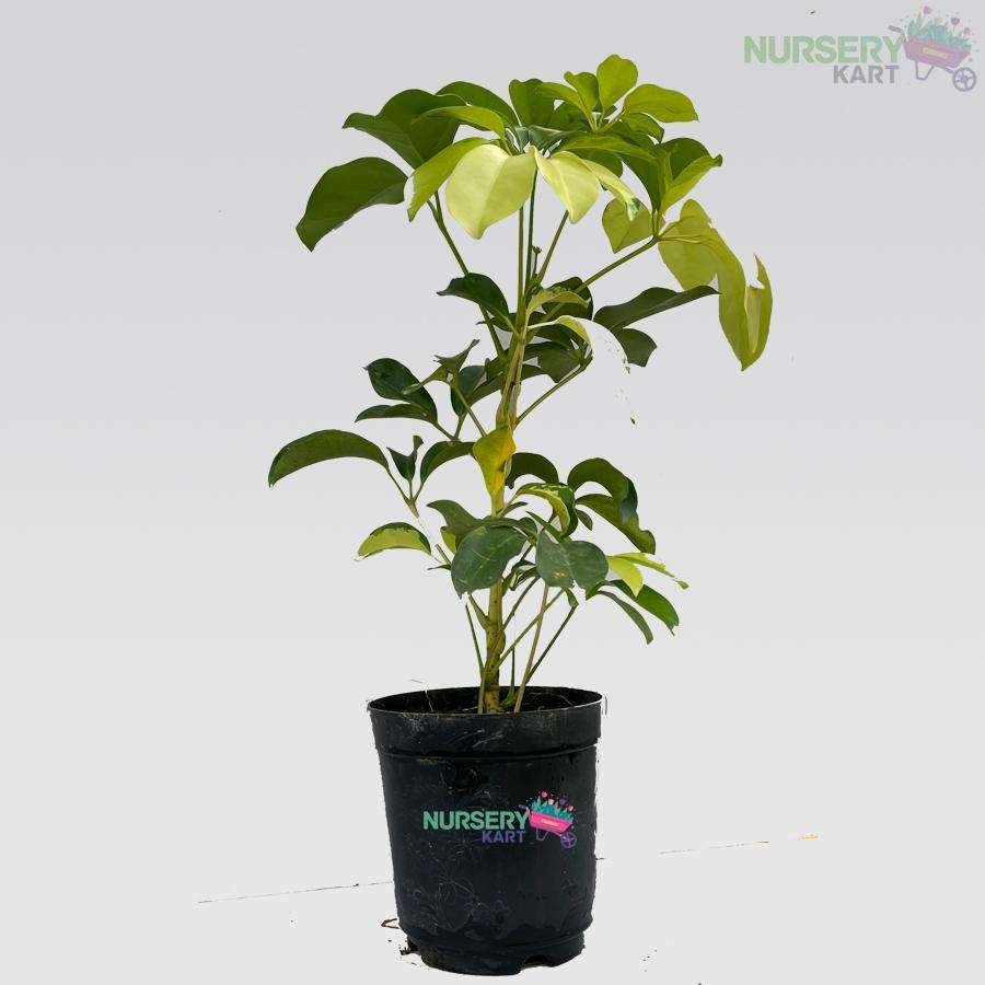 Schefflera Variegated Plant nursery kart