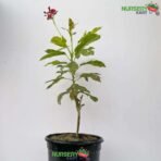 Jatropha Variegated Red Plant nursery kart