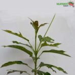 Jatropha Variegated Red Plant nursery kart