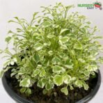 Aralia White Plant