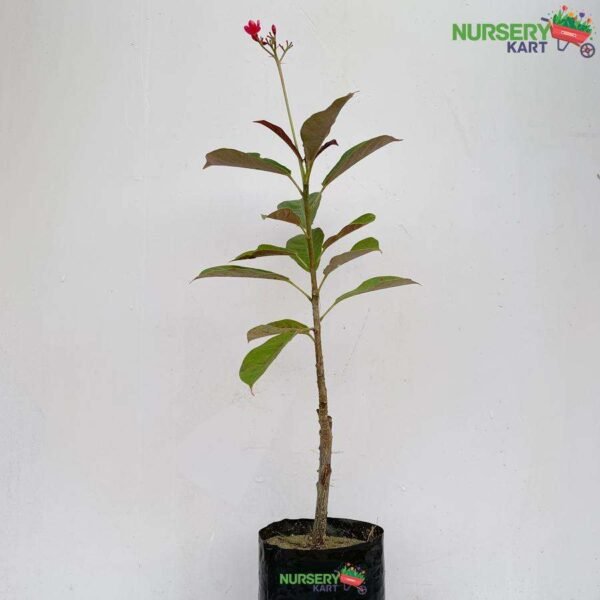 Jatropha Red Plant nursery kart