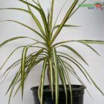 Dracaena Marginata (Dragon Tree) Plant