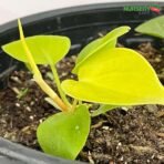 Philodendron Oxycardium Golden Plant Nursery Kart