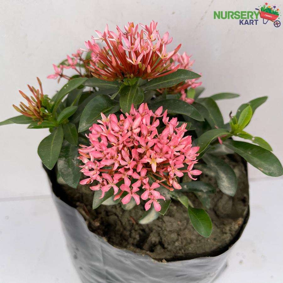Ixora Mini Dwarf Pink Plant nursery kart