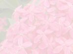 Ixora Plant Pink Flower