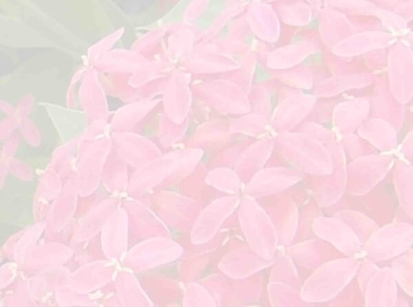Ixora Plant Pink Flower
