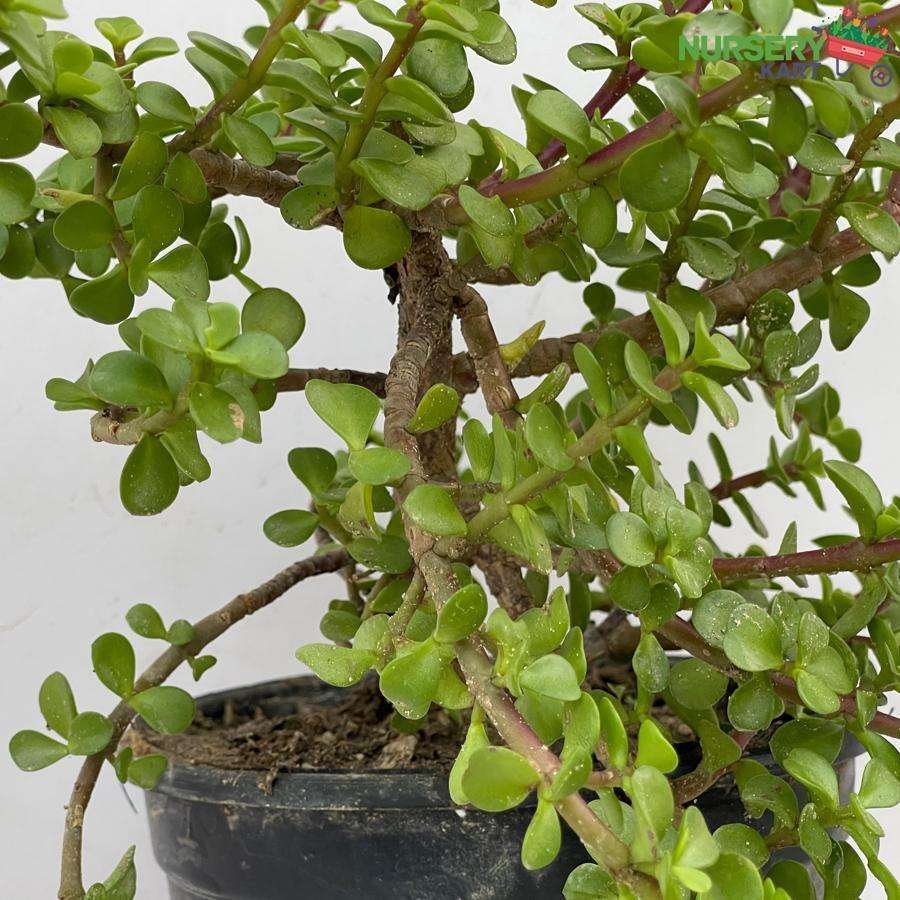 Jade Plant - Pruning