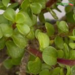 Jade Plant - Pruning