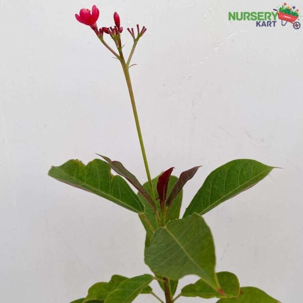 Jatropha Red Plant nursery kart
