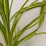 Pandanus Variegated (Golden) - Plant
