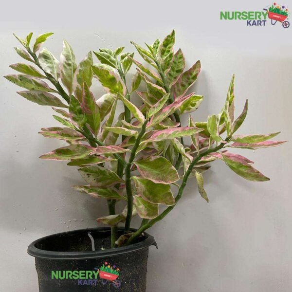 Pedilanthus Variegated 'Pink' Plant - Pedilanthus Tithymaloides Variegata