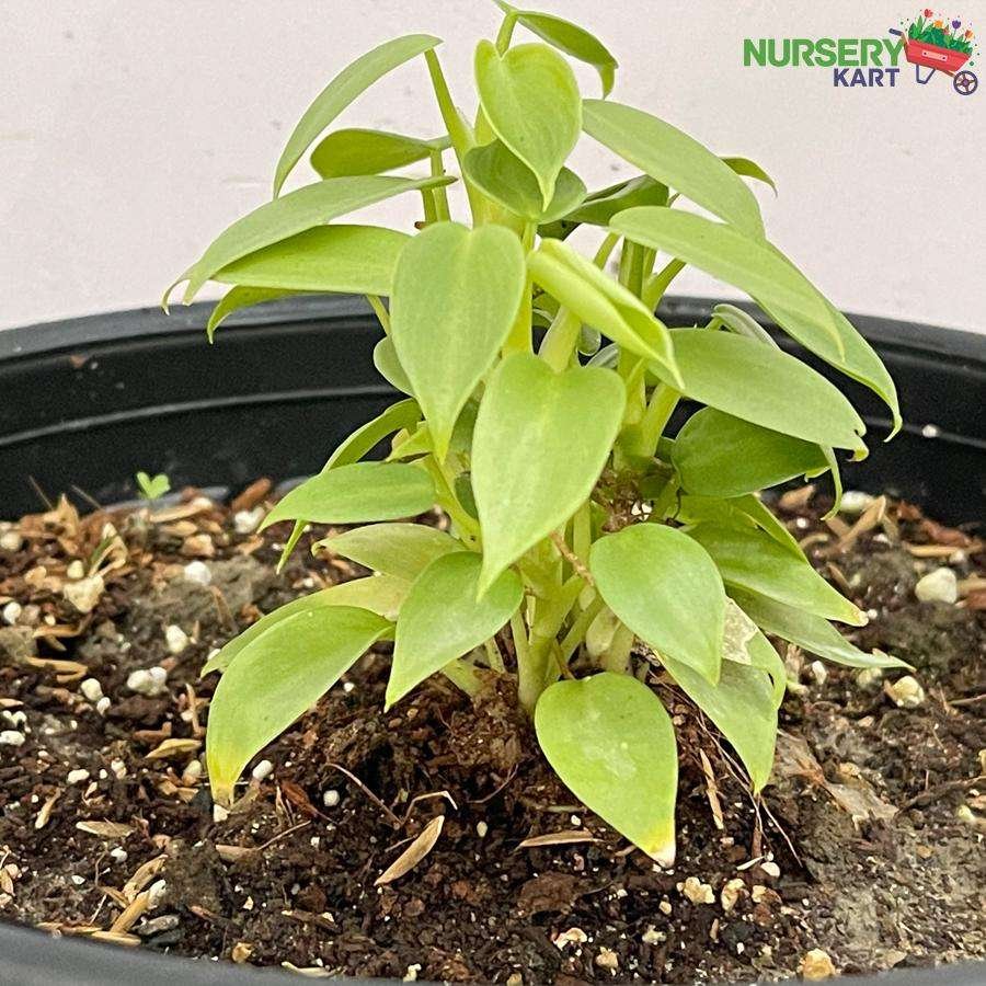 Peperomia Silver Mini plant