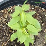 Peperomia Silver Mini plant
