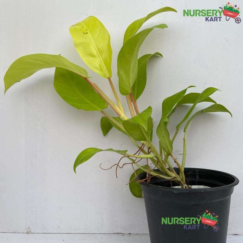 Philodendron Ceylon Golden Plant nursery kart