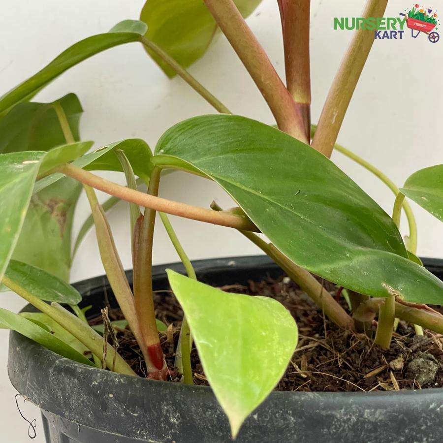 Philodendron Erubescens Green Plant